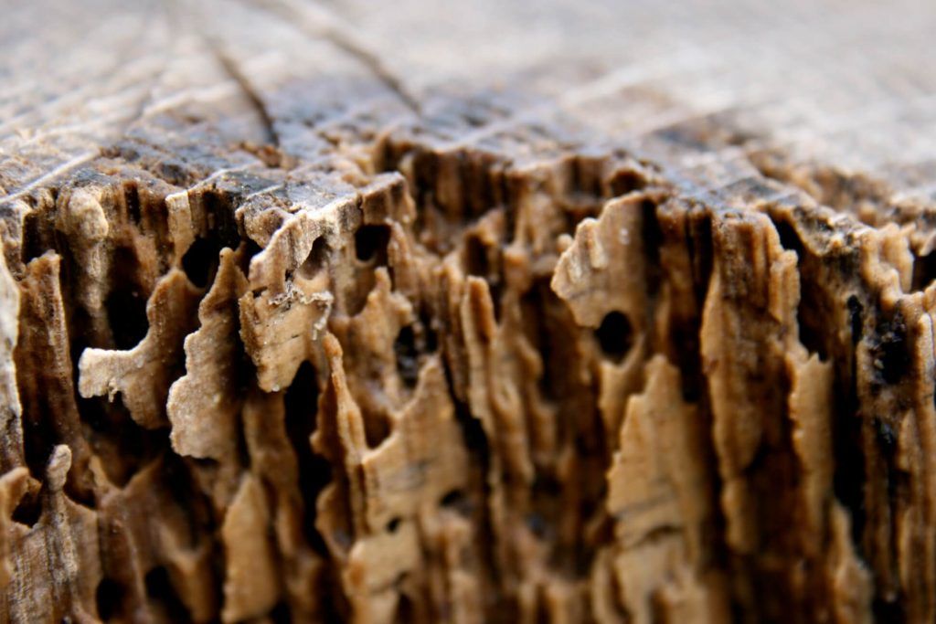 Will Painting Wood Prevent Termites? – Chem Free